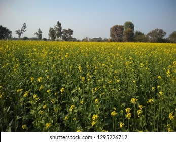 field-mustard-plants-flowers-flowering-260nw-1295226712.jpg